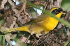 Belding's Yellowthroat